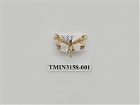 藏品(螟蛾315)的圖片